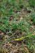 Палатка Tramp Stalker 3 (v2)