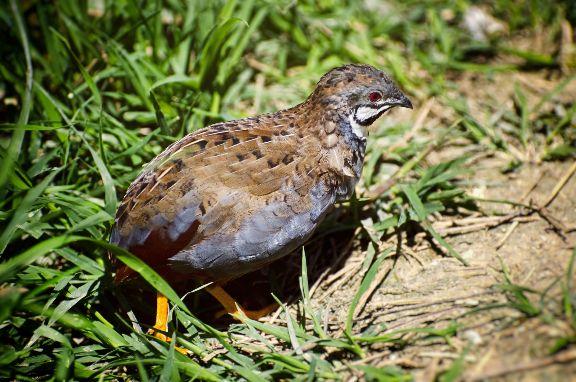 Манок духовой Helen Baud GREY PARTRIDGE / THRUSH SONG (Серая куропатка)